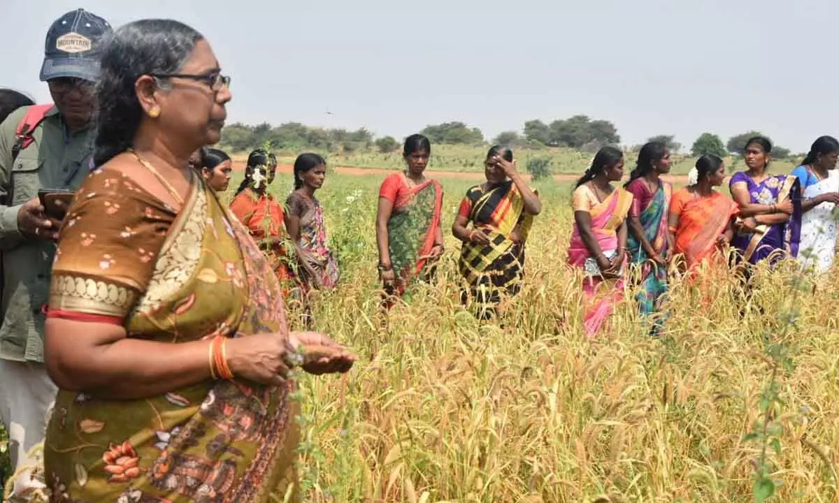 Anantapur: Govt ready to procure millets cultivated locally