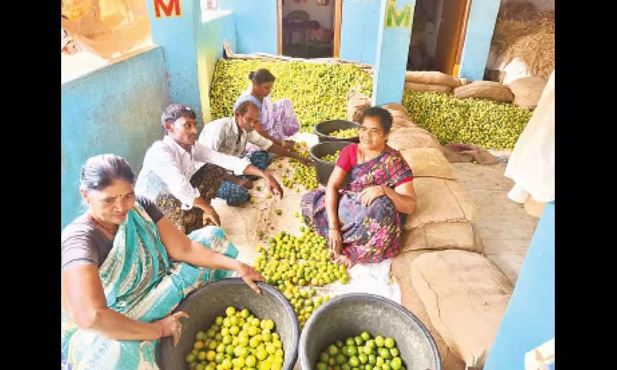 Nellore: Lemon farmers in gloom as prices dip