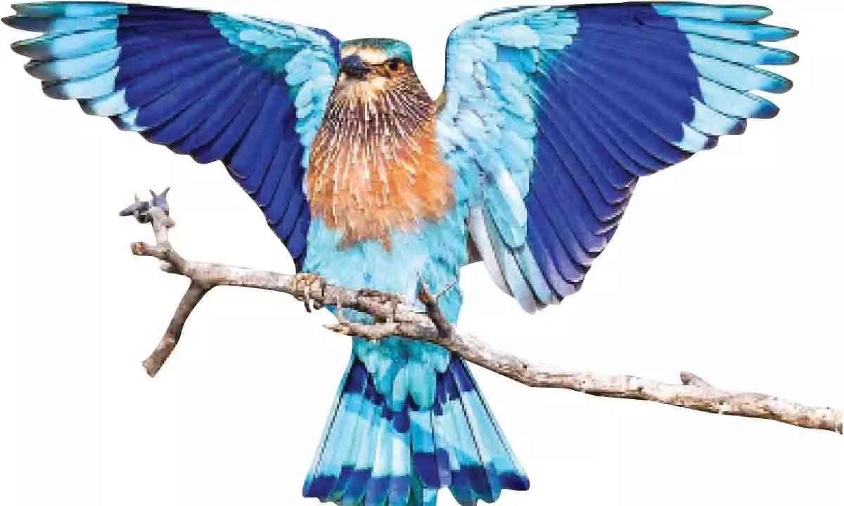 Hyderabad: State bird, Palapitta cries for attention