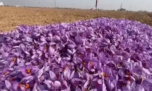 Romance of King Yusuf Shah & Habba Khatoon comes to life in Pampore saffron bloom