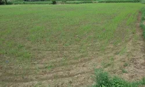 Direct sowing paddy plants are going dry at Baruva in Sompeta mandal due to drought conditions