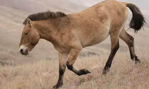 Know about Przewalskis horse