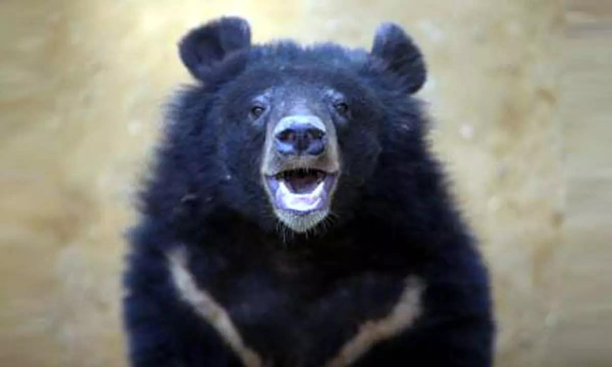 Japan to provide aid to local govts over increasing bear attacks