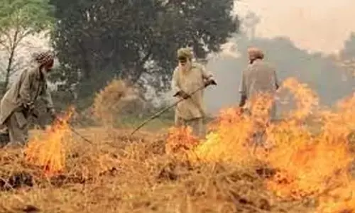 714 stubble burning incidents in Haryana