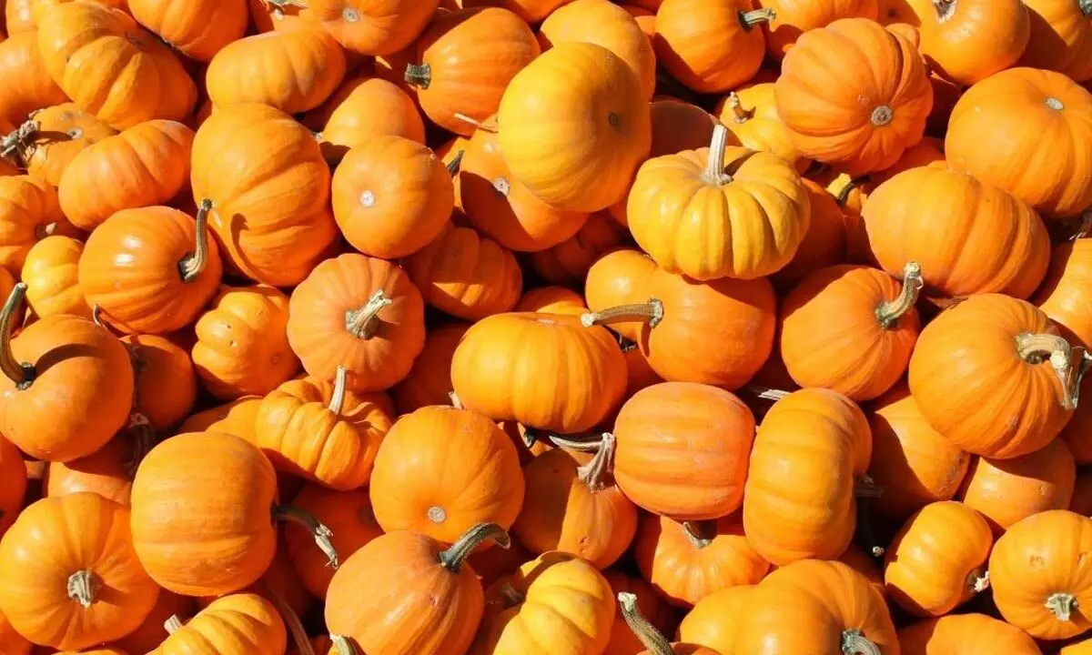 Is Pumpkin a Fruit? Know its Health Benefits