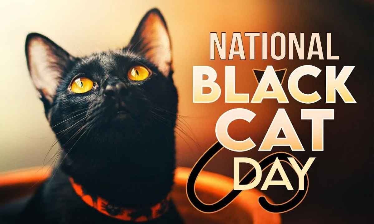 Black store cat day