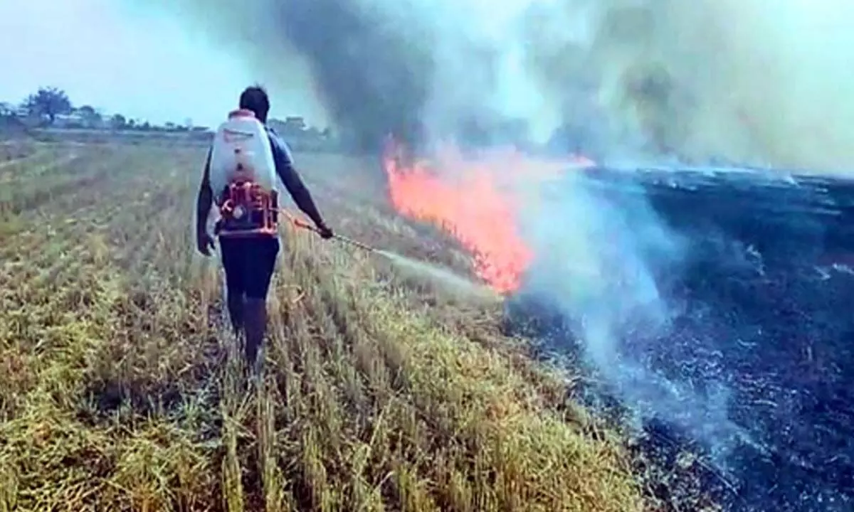 Over 200 farmers in Haryana participate to end stubble burning