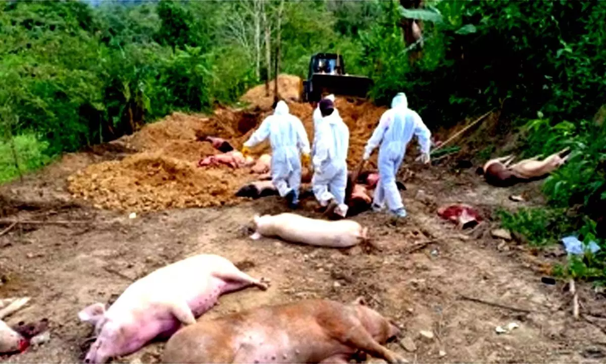Ethnic violence hit Manipur now battling African Swine Fever