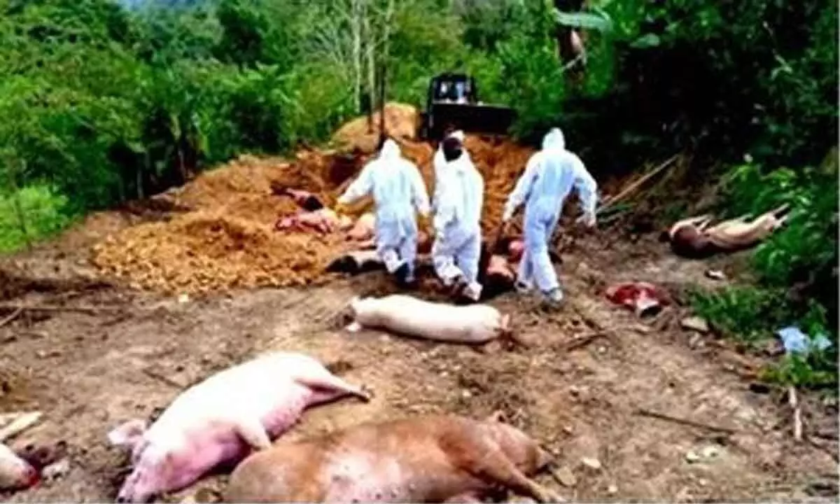 Violence-hit Manipur now battling African Swine Fever