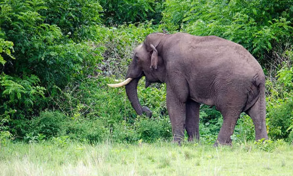 Wild elephant trampled to death a worker