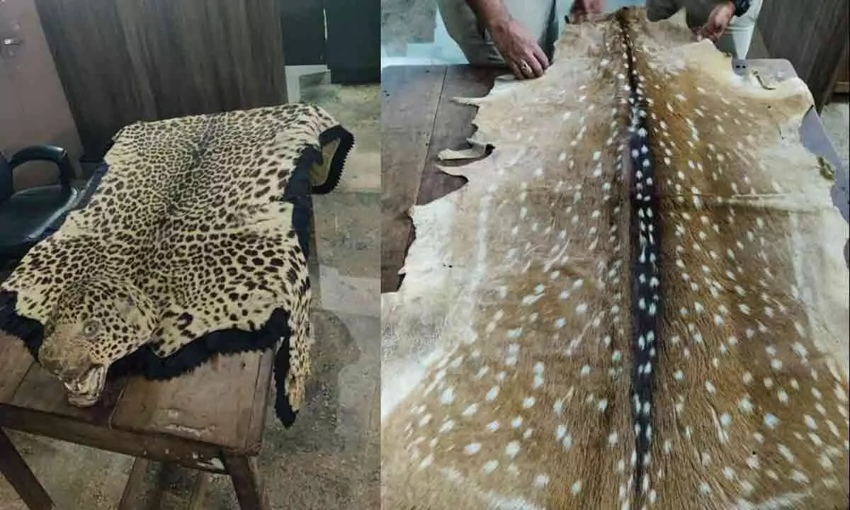 Forest officials recovered leopard, deer pelt