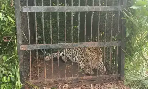 TTD alerts devotees over movement of leopard at Alipiri walkway again