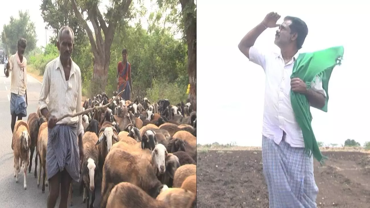 Drought in Chitradurga leaves herders struggling for livelihood