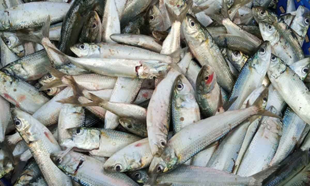 Mass fish deaths in Teesta River leave Bengal fisheries dept worried