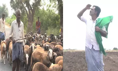Drought in Chitradurga leaves herders struggling for livelihood