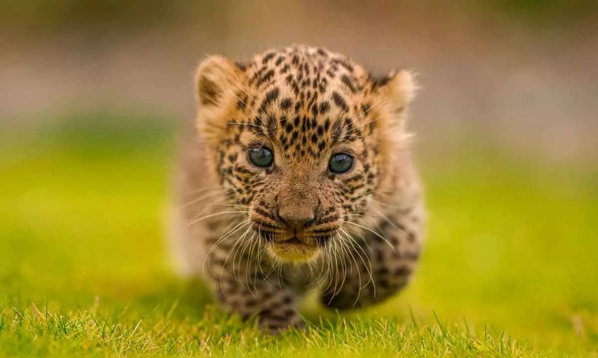 Leopard cub found in Kosigi