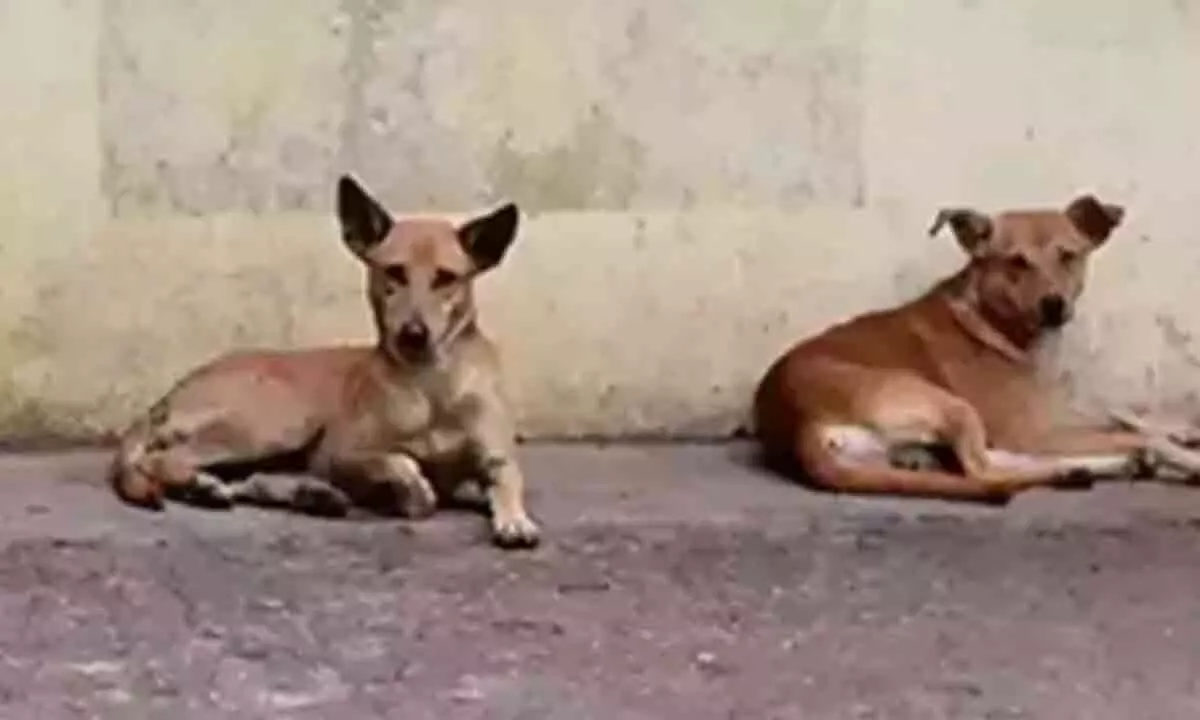 Bhutan becomes first country to declare entire street dogs fully sterilised