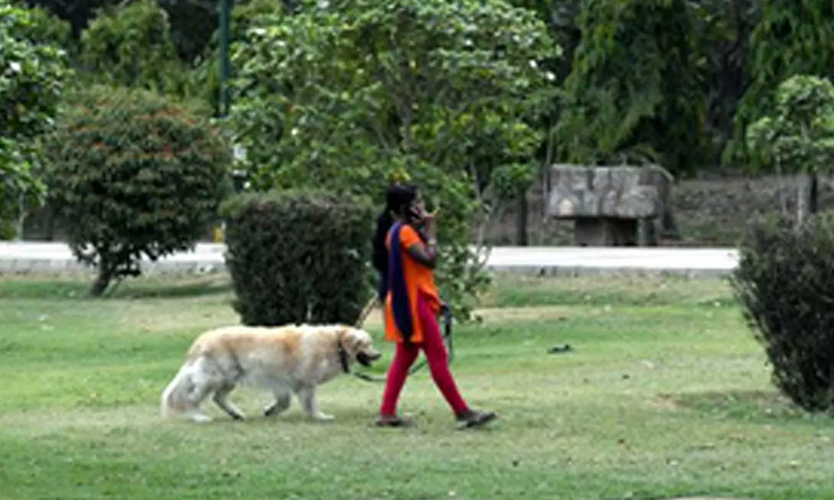 Woman sets dog on another woman who objected to pet defecating in park