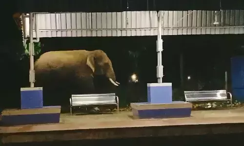 Tusker Hari spotted at Parvathipuram station