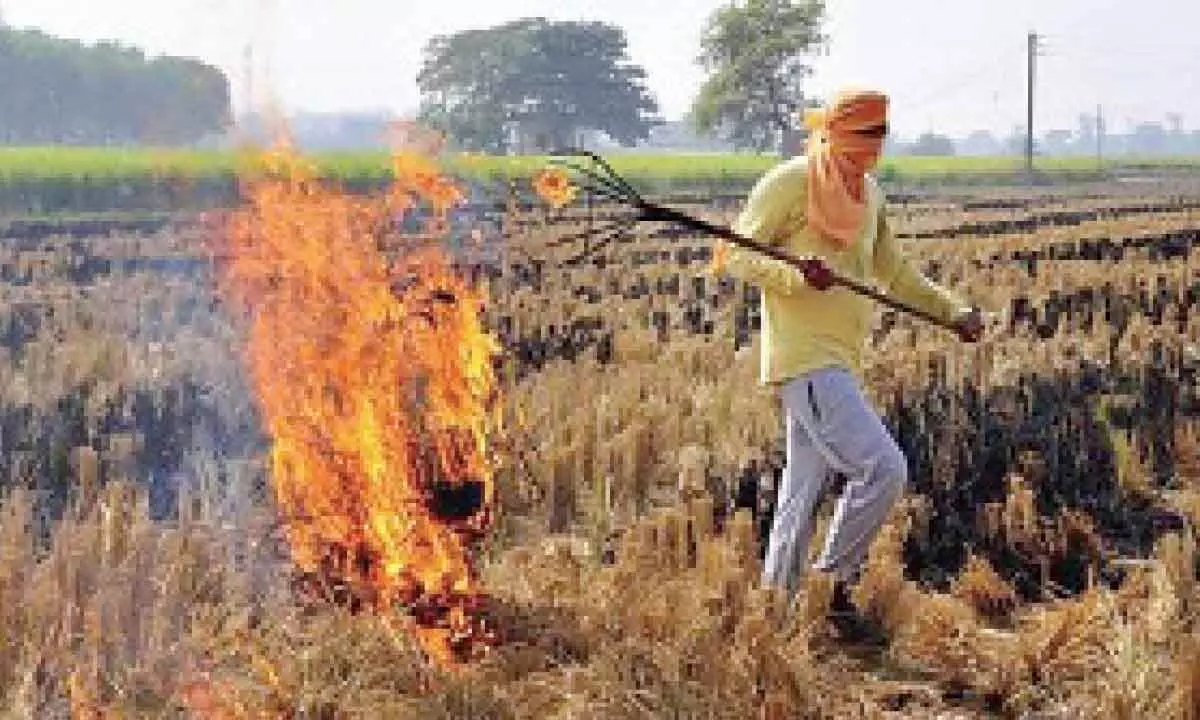 Significant decline in farm fires in Punjab, Haryana