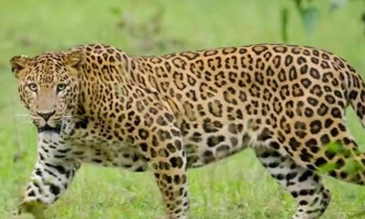 K’taka Forest Min says operation underway to trap prowling leopard