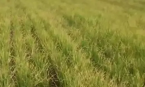 Guntur: Paddy crop withers in over 2,500 hectares