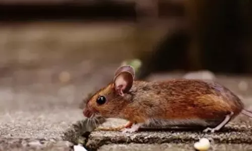 Study finds fossil fuels cause irregular heart rhythm in mammals