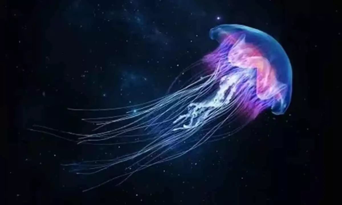 World Jellyfish Day 2023: Date, history and significance