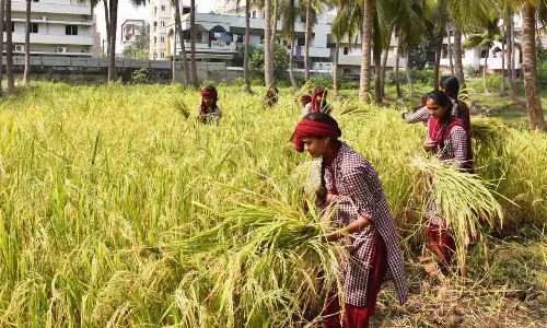 Students harvesting paddy crop on the college premises in Vijayawada on Tuesday. (Photo Ch Venkata Mastan )