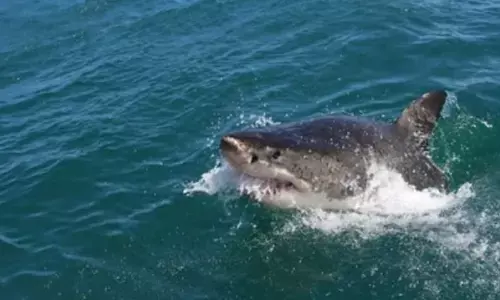 Search underway for body of Australian shark attack victim