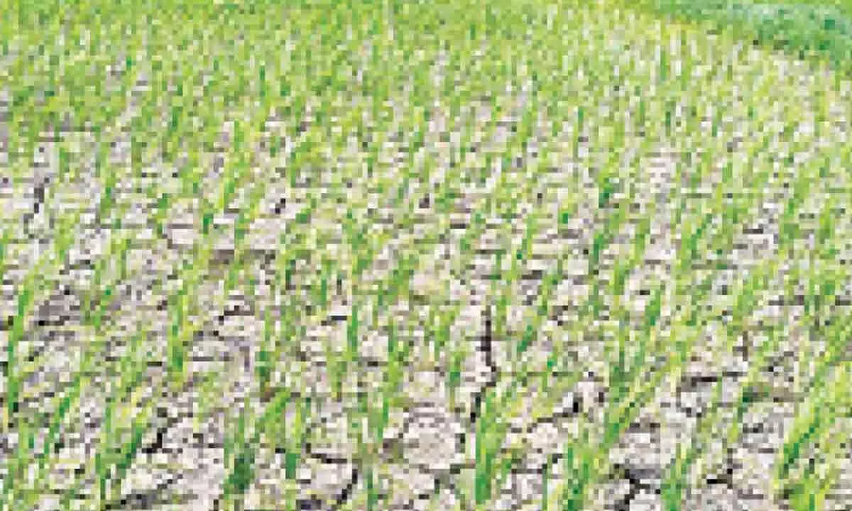 Vijayawada: Drought conditions continue in the state