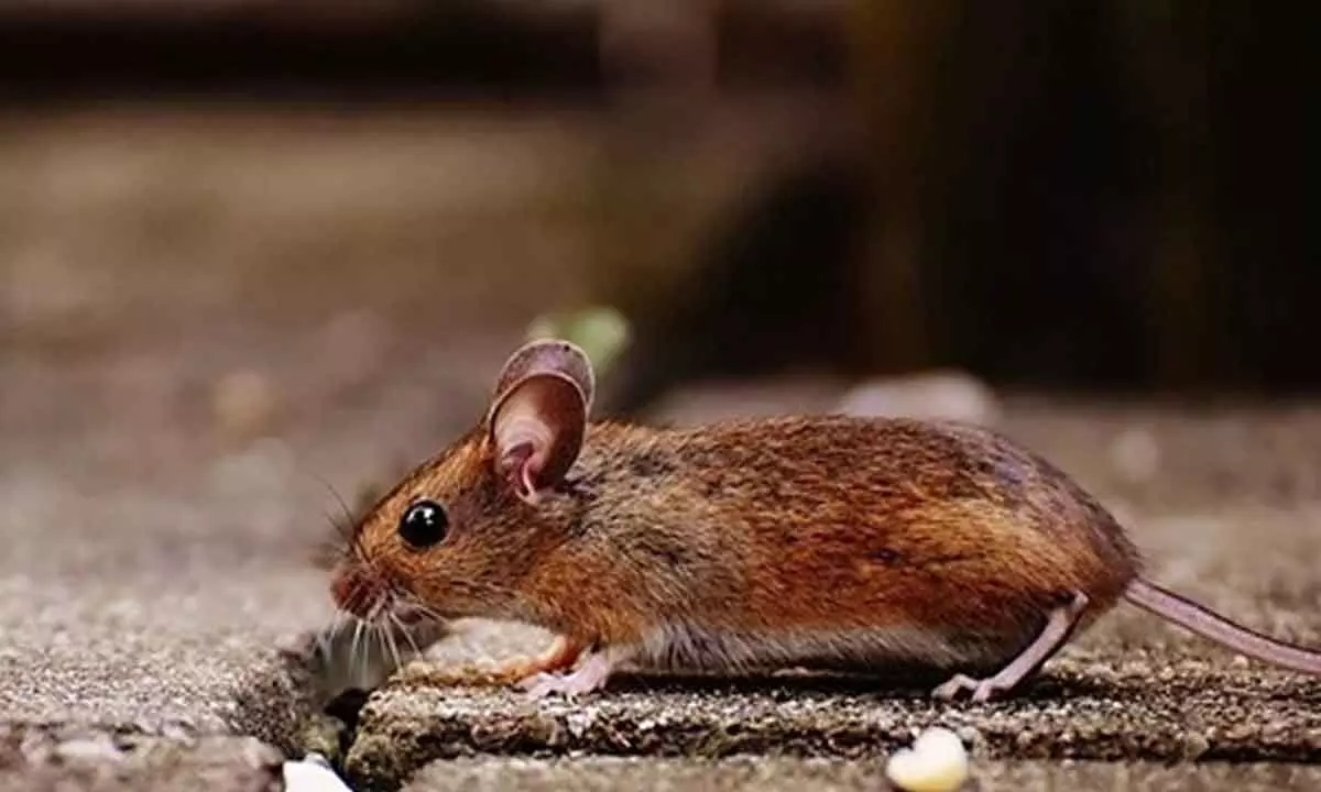 First genetically engineered mice fight Covid, like young & healthy humans