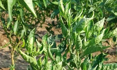 Guntur: Chilli crop withering in over 1,500 acres