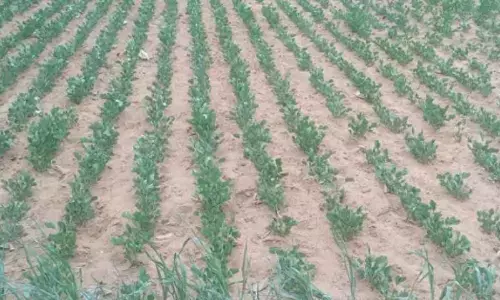 Officials flayed for not declaring 14 mandals as drought-hit