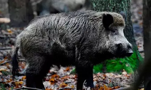 Forest depart burns carcasses of 60 domestic pigs, 40 wild boars in Andhra Pradesh, samples sent for analysis