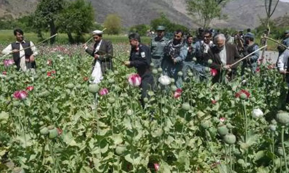Afghanistans opium poppy cultivation down 95% following drug ban