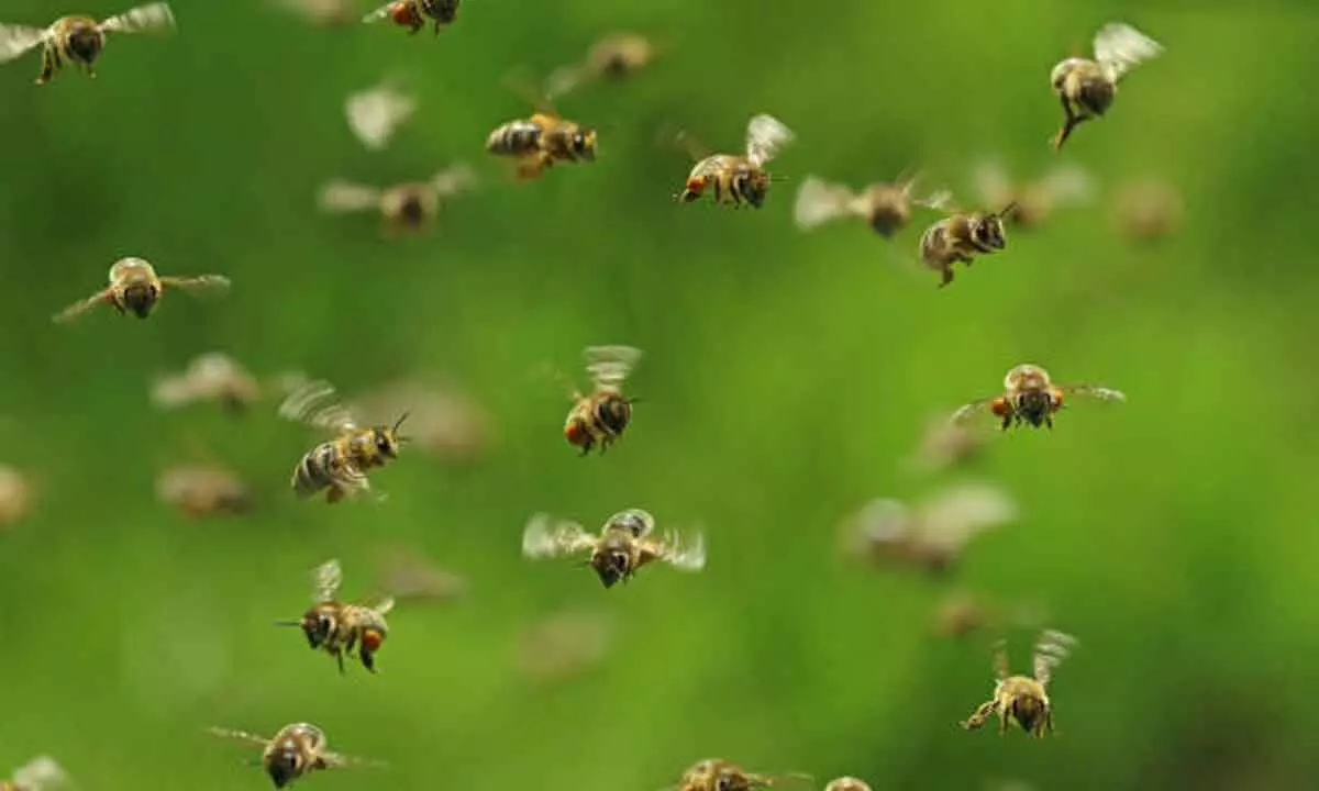 Assam man dies after attacked being attacked by bees, another injured