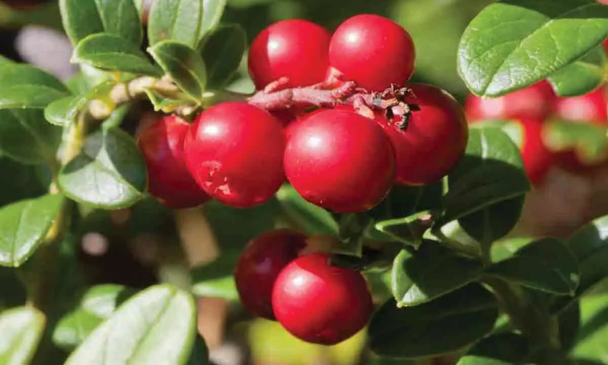 How are cranberries harvested and why?
