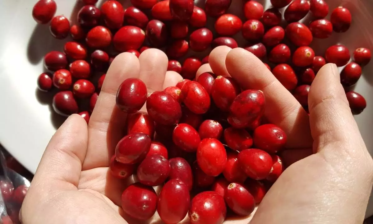Check out Health benefits of eating cranberries