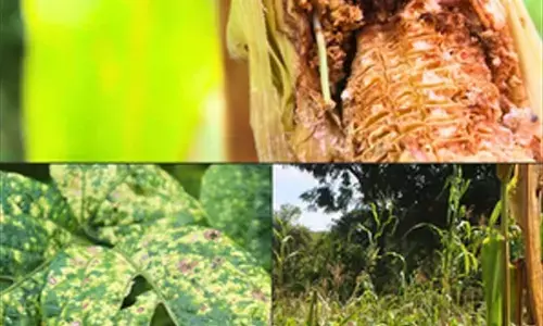 Climate-driven crop failures, pest infestations plague farmers in Rajasthans Udaipur