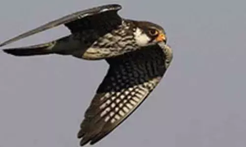 Manipur’s Shirui village bans hunting of animals for three years, protects migratory Amur falcons