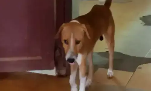 Loyal Dog Waits Months For Deceased Owner At Kerala Hospital Mortuary