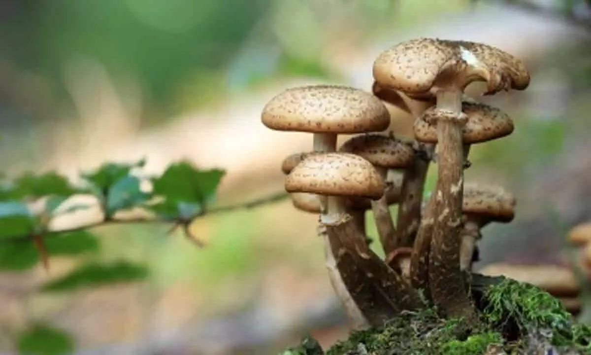Japan detects above-limit radioactive cesium in locally grown mushroom