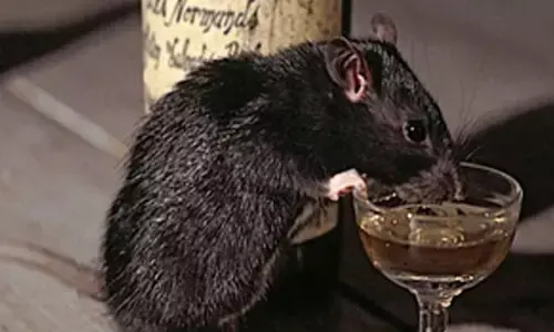 Rat arrested in MP for guzzling down booze at police station