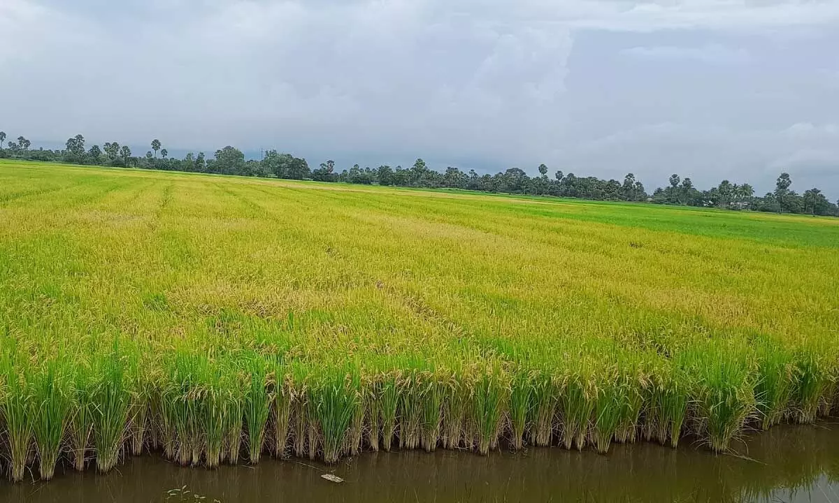Paddy yield likely to fall by 20% in Krishna dist