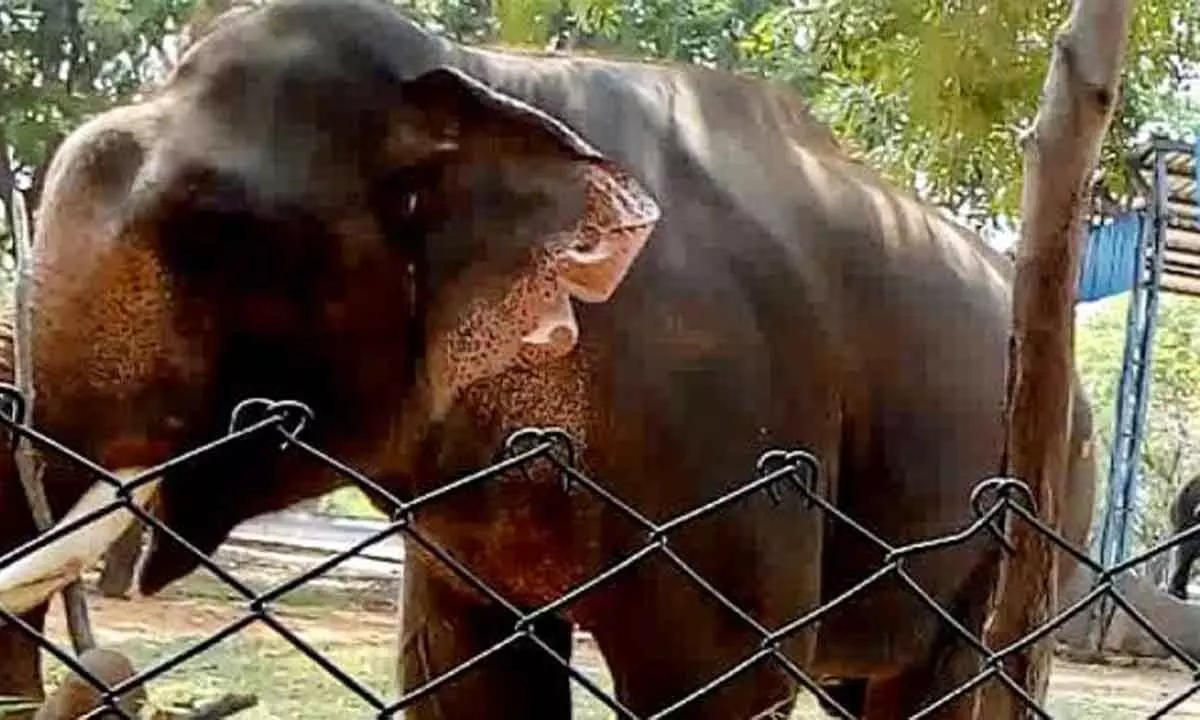 Andhra Pradesh: Elephant dies at SV Zoo park in Chittoor