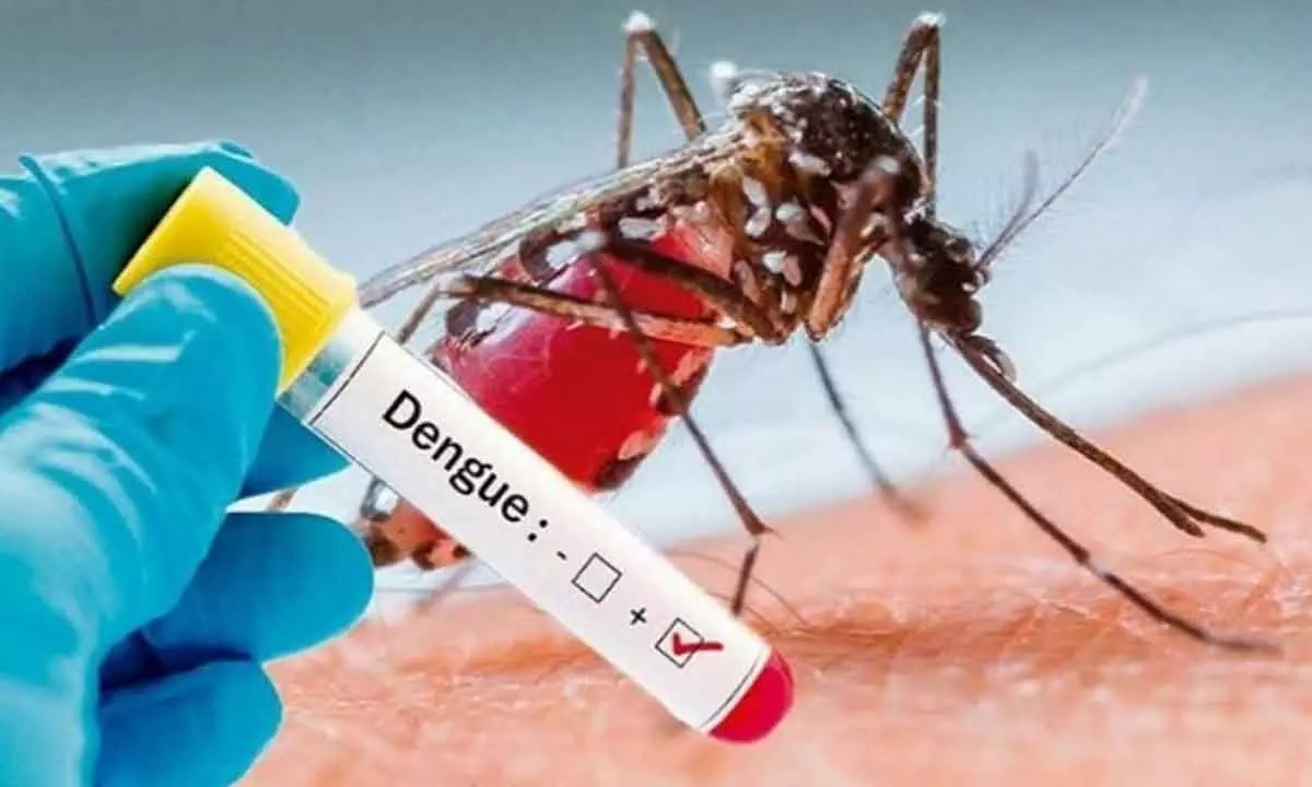 Warming temperatures likely  to spike dengue in US, Europe