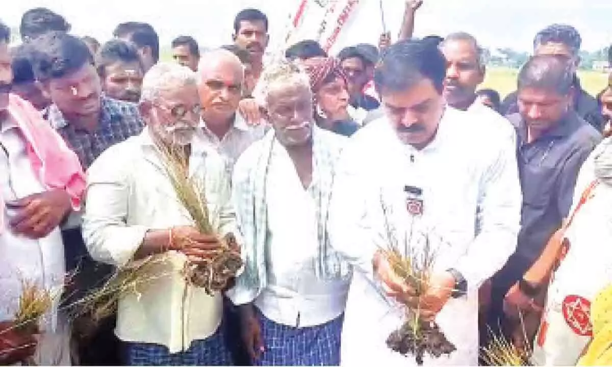 Guntur: Nadendla Manohar visits damaged paddy fields