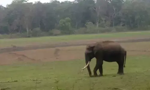 One killed, another injured in rogue elephant attack in Bengals Jhargram