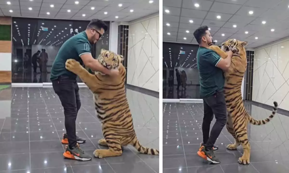 Viral Video Sparks Controversy: Mans Startling Hug With Colossal Tiger Raises Ethical Concerns